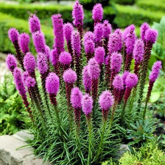 Blazing Star Seeds - 100+ Liatris spicata Wildflower for Pollinators, Native Perennial, Purple Flowers