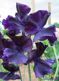 Just Jenny Sweet Pea Seeds - 50+ Pack, Fragrant Pink & Lavender, Climbing Vine, Lathyrus odoratus, Garden Planting