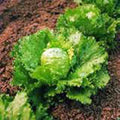 Iceberg Lettuce Seeds, Heirloom, Non-GMO, Large Head, Lactuca sativa, 1000 Seeds