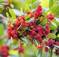 Yumberry Tree Seeds, 10 Pack, Myrica rubra, Exotic Fruit Tree for Planting, Edible Berries, Garden or Orchard