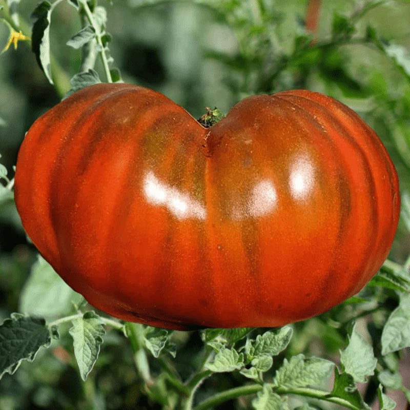 Paul Robinson Tomato Seeds – Heirloom Organic Non-GMO, 120+ Seeds, Rare Variety for Home Gardening, Solanum lycopersicum