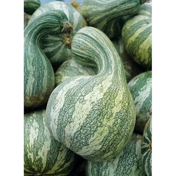Cushaw Mixture Seeds - Heirloom Squash & Pumpkin Seeds - Cucurbita argyrosperma - Vining, Full Sun, Organic Pack