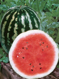 Crimson Sweet Watermelon Seeds - 25 Non-GMO Citrullus lanatus for Home Garden, Juicy, Sweet, Disease-Resistant, Free Shipping USA