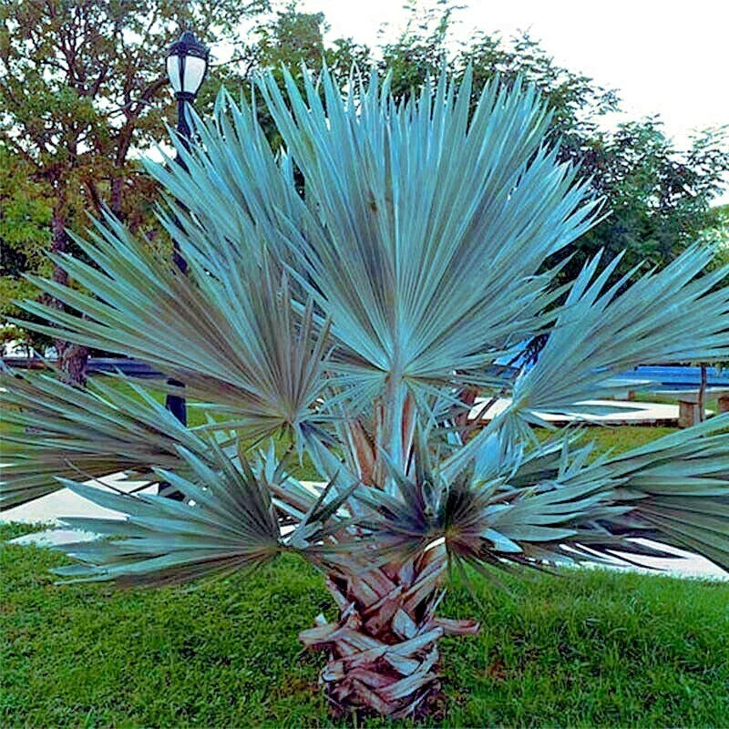 Mexican Blue Hesper Fan Palm Seeds - Brahea armata - Cold Hardy Tropical Plant Seeds for Garden, Landscape & Pots