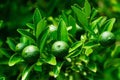 Dwarf Lime Tree Seeds - Citrus aurantiifolia - Compact Plant for Home Gardening - 30+ Seeds for Container & Small Space Growth