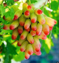 Manicure Fingers Grapes Cuttings - 3 Fresh Rooting Vitis vinifera Climbing Vine for Garden or Patio