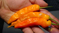 Aji Ahuachapau Hot Pepper Seeds – Organic Capsicum baccatum – Spicy Garden Planting Pack of 25+ Seeds