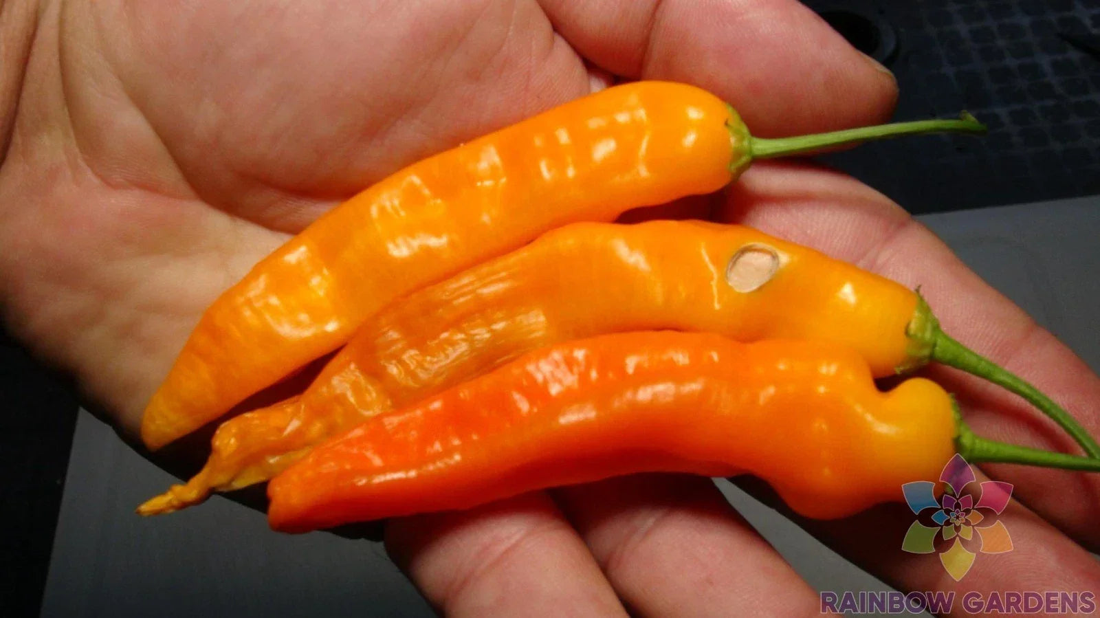 Aji Ahuachapau Hot Pepper Seeds – Organic Capsicum baccatum – Spicy Garden Planting Pack of 25+ Seeds