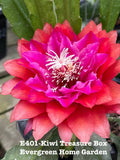 Epiphyllum Orchid Cactus Plant 4” Starter Pot - Kiwi Treasure Box - Indoor Succulent Houseplant - Easy Care, Cascading Foliage