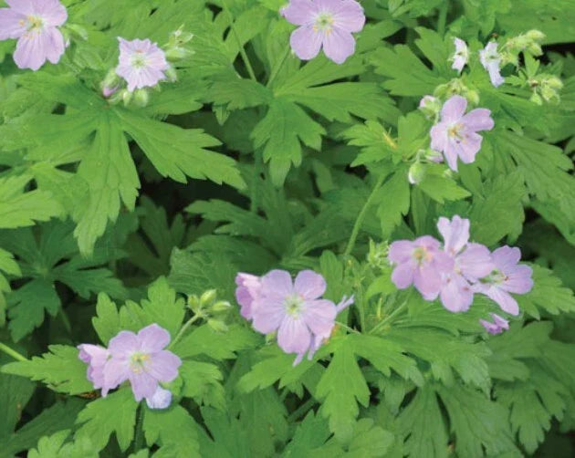 Cranesbill Wild Geranium Bare Roots - 10 Pack, Geranium maculatum, Native Perennial Flower for Borders & Pollinator Gardens