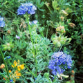 Globe Gilia Seeds - 401+ Pack, Drought Tolerant Wildflower, Native Southwest, Gilia capitata, Blue-Purple Flowers