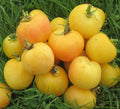 Garden Peach Tomato Seeds - Heirloom, Non-GMO, Solanum lycopersicum, 100+ Seeds for Home Gardening and Container Growing