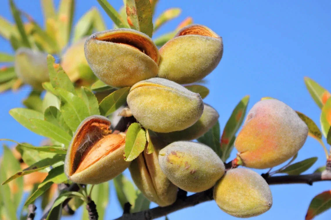 Almond Tree Seeds for Growing Prunus dulcis - Organic, Non-GMO, Full Sun, Deciduous Tree Seeds