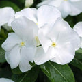 Vinca Hotlik White Seeds 100 Pack - Catharanthus roseus, White Flowers, Drought-Tolerant, Compact Growth, Perennial Garden Seeds