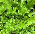 Endive Seeds - 1000 Non-GMO Green Curled Ruffec Vegetable Garden Seeds for Salads and Cooking