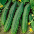 Heirloom Cucumber Seeds - Straight Eight Variety - High Yield Cucumis sativus - 25 to 400 Seeds