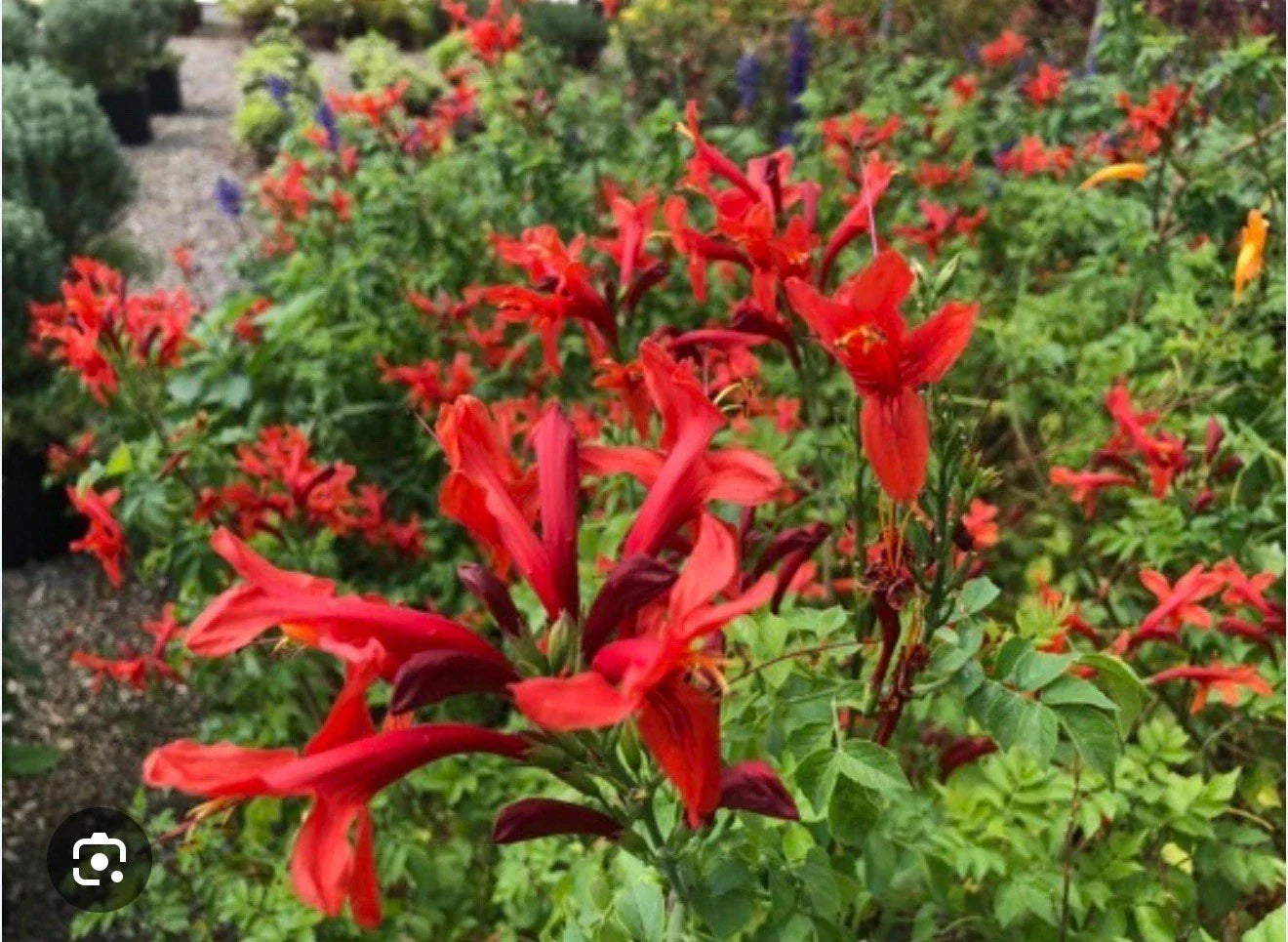 Cape Town Red Tecomaria Starter Plant - Small Rooted Shrub with Bright Red Flowers - Tecomaria capensis for Hummingbird Attraction