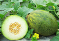Coconut Melon Seeds - 10 Pack - Lambkin Melons Cucumis melo for Planting, Vining Fruit, Juicy and Sweet, Garden or Patio Growing