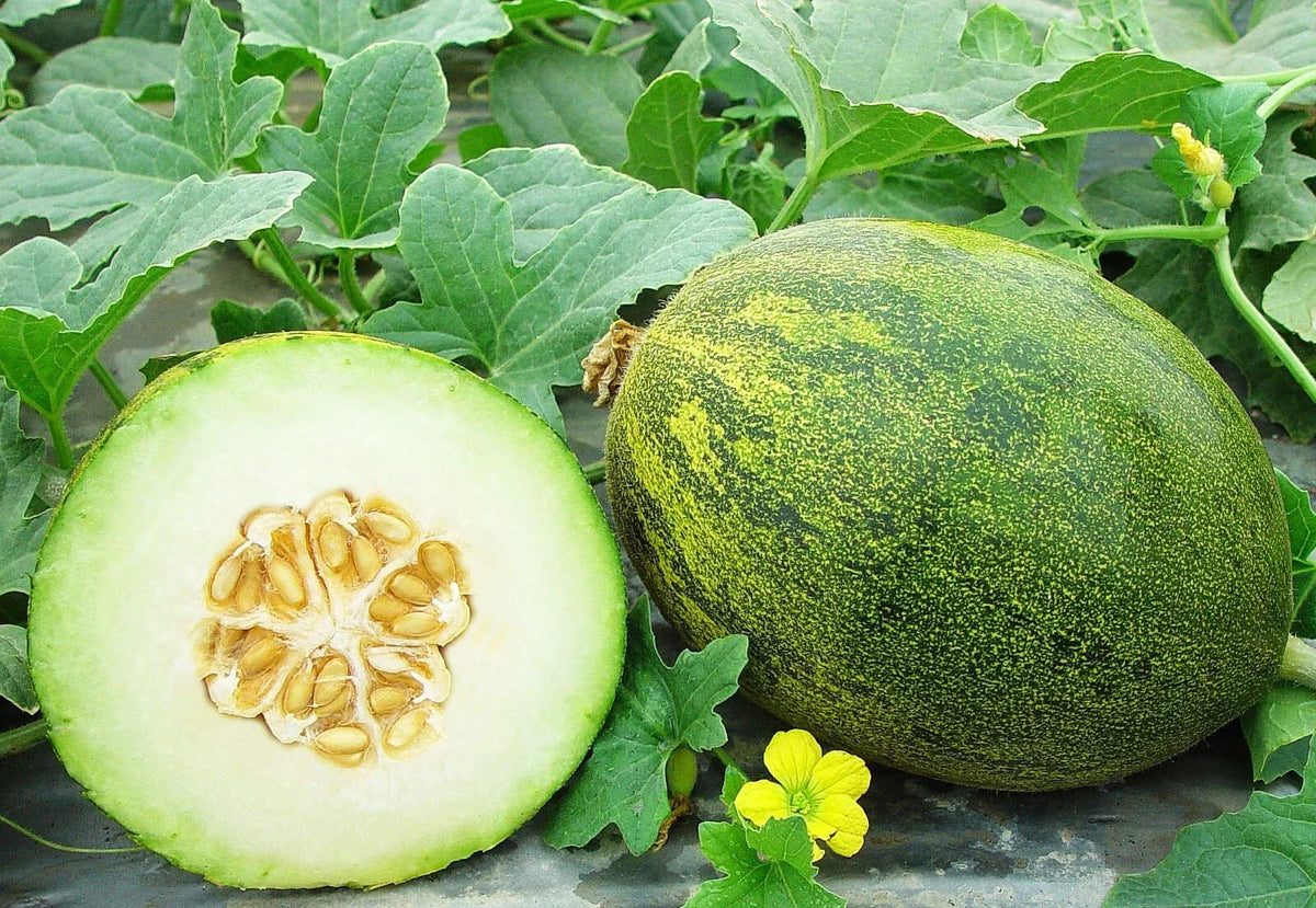Coconut Melon Seeds - 10 Pack - Lambkin Melons Cucumis melo for Planting, Vining Fruit, Juicy and Sweet, Garden or Patio Growing