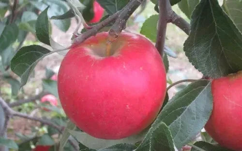 Pixie Crunch Apple Seeds - Heirloom Fruit Tree Seeds for Home Garden, Malus domestica 'Pixie Crunch'