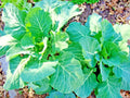 Vates Collard Greens Seeds - Heat & Frost Tolerant, Slow-Bolt Brassica oleracea for Garden or Container Growing