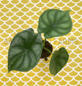 Alocasia 'Dragon Scale' Starter Plant – Exotic Indoor Houseplant with Textured Leaves – Alocasia baginda