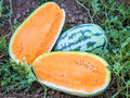 Tendersweet Orange Watermelon Seeds – Heirloom, Non-GMO Citrullus lanatus, 50+ Seeds for Home Garden, Juicy, Sweet, Vibrant Fleshed