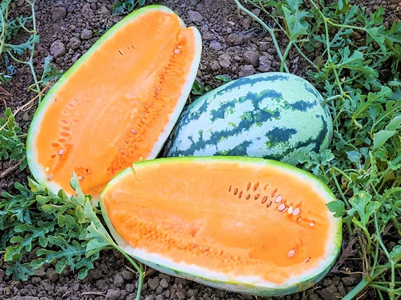 Tendersweet Orange Watermelon Seeds – Heirloom, Non-GMO Citrullus lanatus, 50+ Seeds for Home Garden, Juicy, Sweet, Vibrant Fleshed