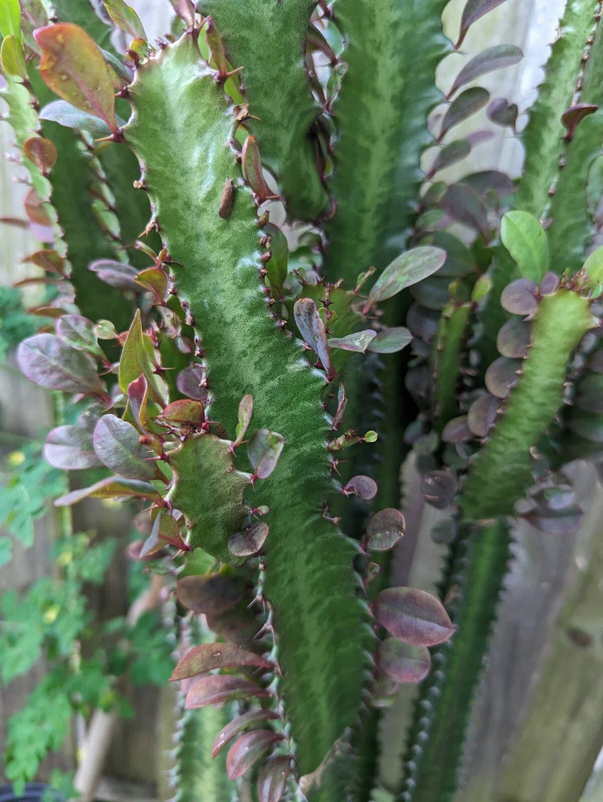 Euphorbia Trigona Dragon Bone Cactus Cuttings - 2 Pieces, Unique Elkhorn Variety, Succulent, Drought-Resistant, Indoor & Outdoor