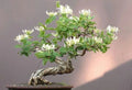 Honey Suckle Plant Rooted Cuttings for Bonsai - Lonicera japonica - Set of 4 - Fragrant Vining Shrubs