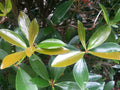 Cleyera Japonica Cuttings - 5+4 Glossy Evergreen Bush Scions for Hedging and Privacy Screening