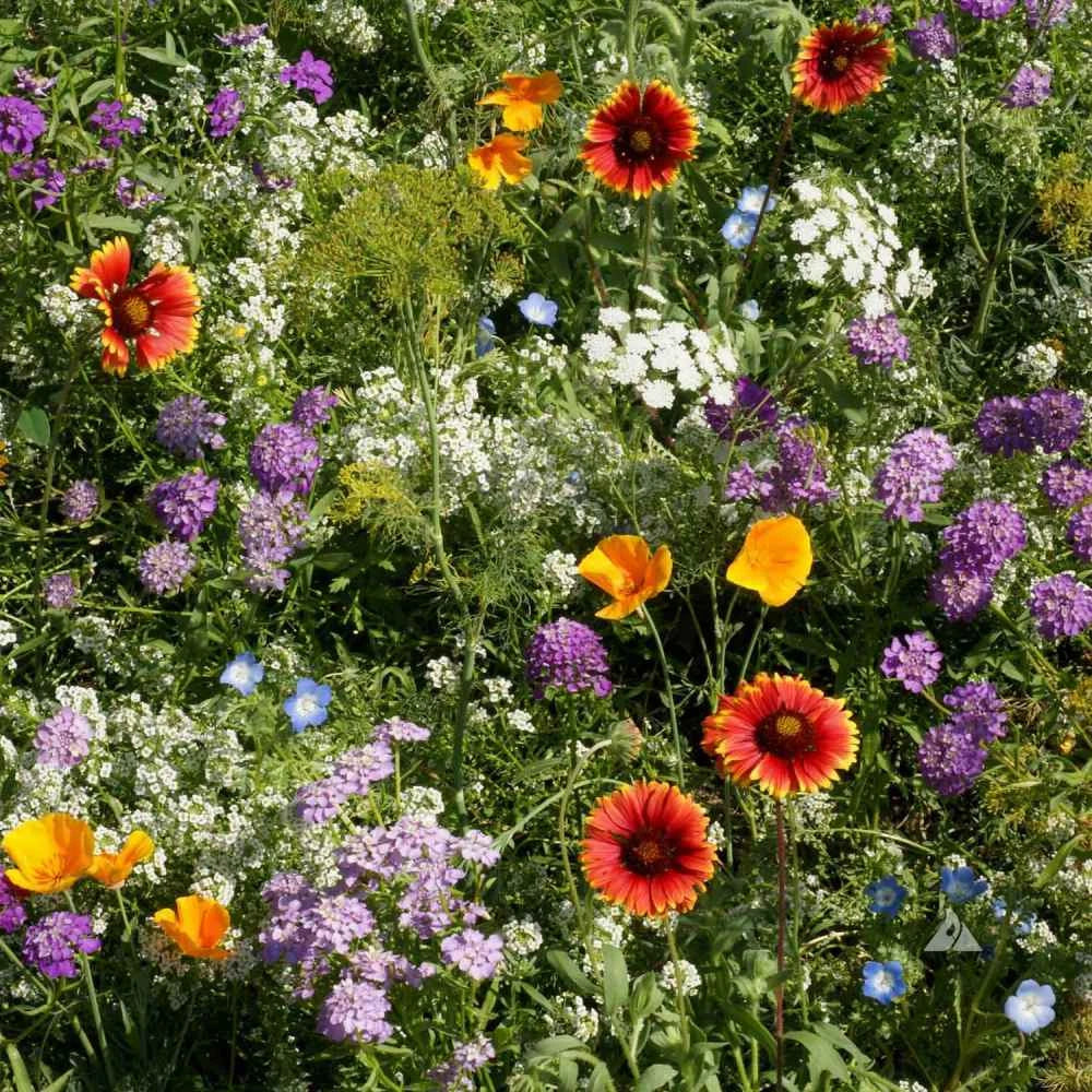 Wildflower Mix Seeds - Beneficial Insectary Blend for Pollinator Gardens - 1000 Seeds, Heirloom, Non-GMO