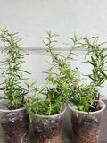 Rosemary Rooted Plants Set of 3 - Organic Strong Rooted Rosmarinus officinalis