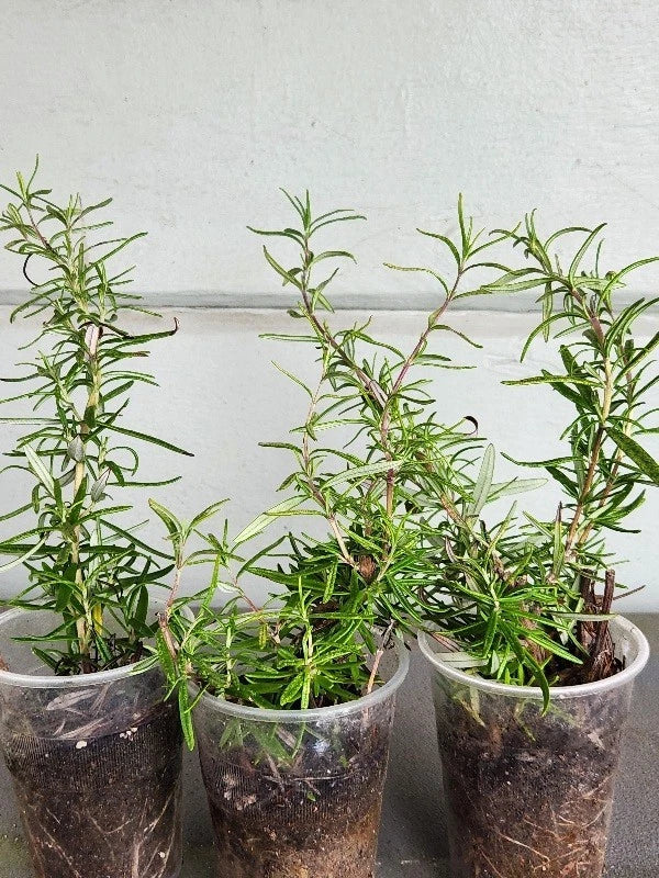 Rosemary Rooted Plants Set of 3 - Organic Strong Rooted Rosmarinus officinalis
