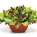 Gourmet Salad Mix Seeds 1 oz Organic Leaf Lettuce Blend for Container Gardening, Easy to Grow, Lactuca sativa