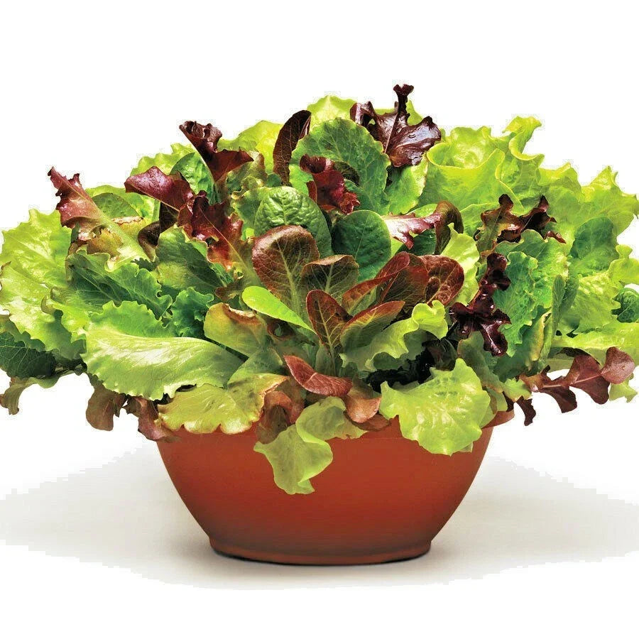 Gourmet Salad Mix Seeds 1 oz Organic Leaf Lettuce Blend for Container Gardening, Easy to Grow, Lactuca sativa