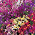 Toadflax Flower Mix Seeds - Baby Snapdragon - 500 Seeds - Vibrant Colors - Linaria maroccana - Easy to Grow, Attracts Pollinators