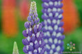 Neptune Lupine Seeds Pack of 25+ | Lupinus nootkatensis Perennial Blue & Purple Flowers for Garden Planting