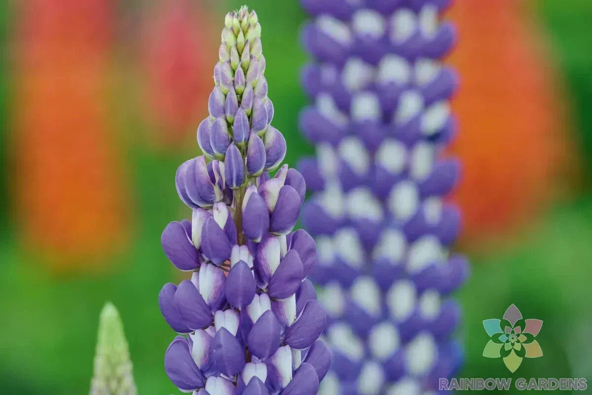 Neptune Lupine Seeds Pack of 25+ | Lupinus nootkatensis Perennial Blue & Purple Flowers for Garden Planting