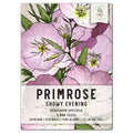 Showy Evening Primrose Seeds - Oenothera speciosa - Colorful Wildflower Seeds for Native Perennial Garden Planting