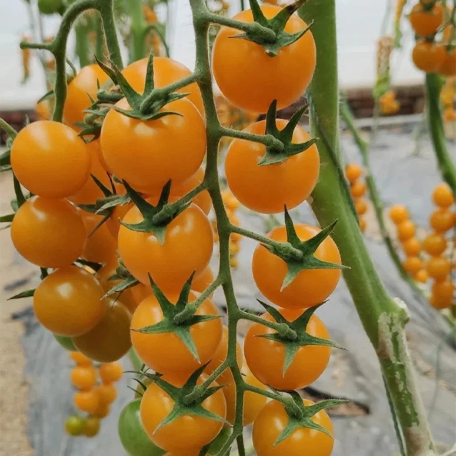 Yellow Cherry Tomato Seeds - Heirloom Non-GMO, Super Sweet, Patio Gardening, Solanum lycopersicum, 100pcs