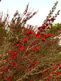 Broom Tea Tree Seeds 200 Count Leptospermum Scoparium - Drought Tolerant Shrub for Gardens & Landscaping