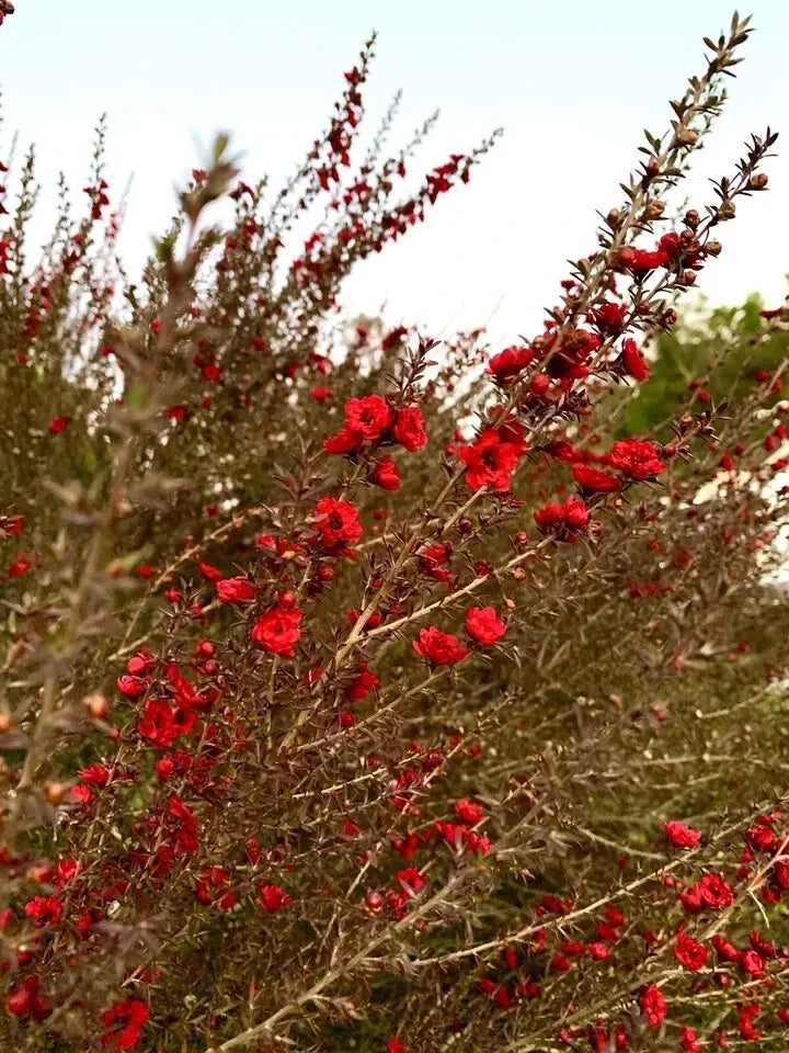 Broom Tea Tree Seeds 200 Count Leptospermum Scoparium - Drought Tolerant Shrub for Gardens & Landscaping