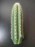 Cephalocereus royenii Starter Cactus - 6" Pipe Organ Cactus in Pot - Desert Succulent Plant for Indoor & Outdoor