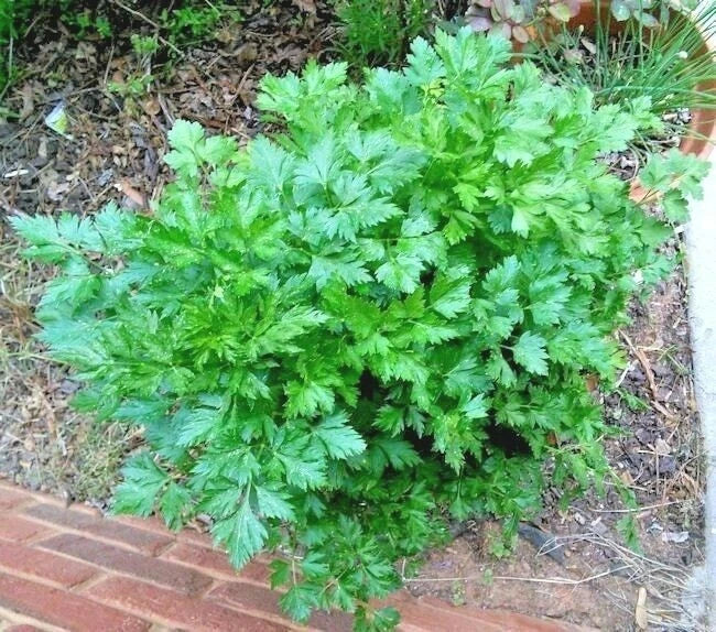 Organic Italian Flat Leaf Parsley Seeds - 301+ Non-GMO Herb Seeds for Garden & Containers - Petroselinum crispum