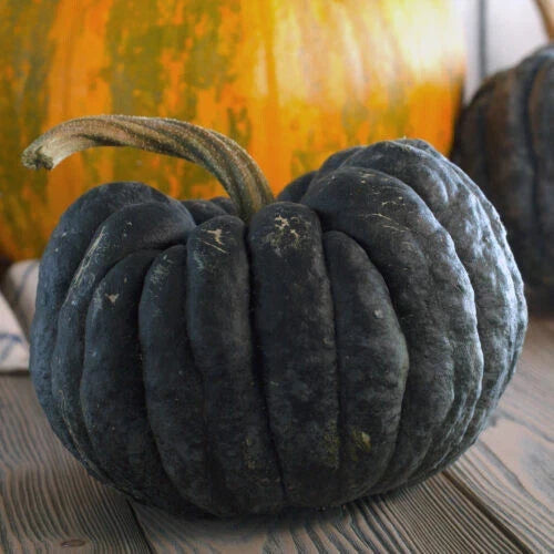 Yokohama Squash Seeds Pack of 25+ Cucurbita maxima Heirloom Vegetable Garden Seeds
