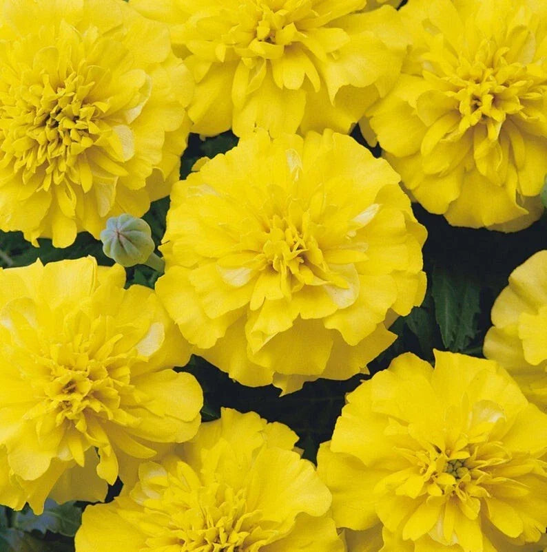 Marigold Seeds - 25 Heirloom Yellow Blooms - Edible & Medicinal Flower (Tagetes erecta) - Full Sun Annual Plant