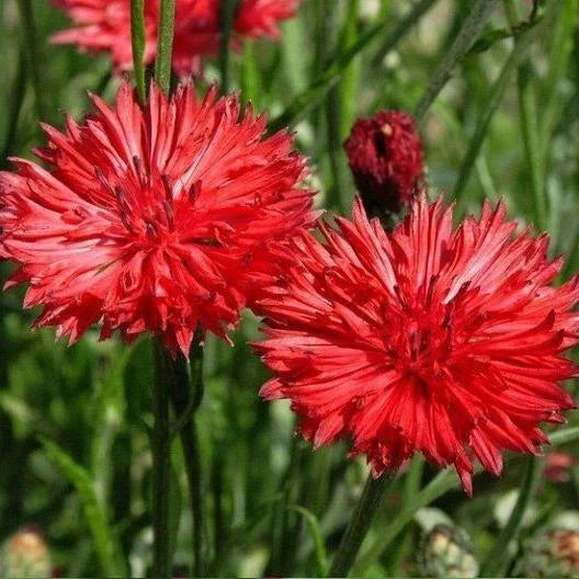 Bachelor Button Seeds - Tall Red Cornflower - 200+ Seeds - Centaurea cyanus - Easy to Grow, Pollinator Attractant, USA Seller