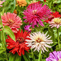 Giant Cactus Zinnia Seeds Mix - 100 Pack, Annual Flower Seeds for Bees & Butterflies, Colorful Garden Blooms, Zinnia elegans
