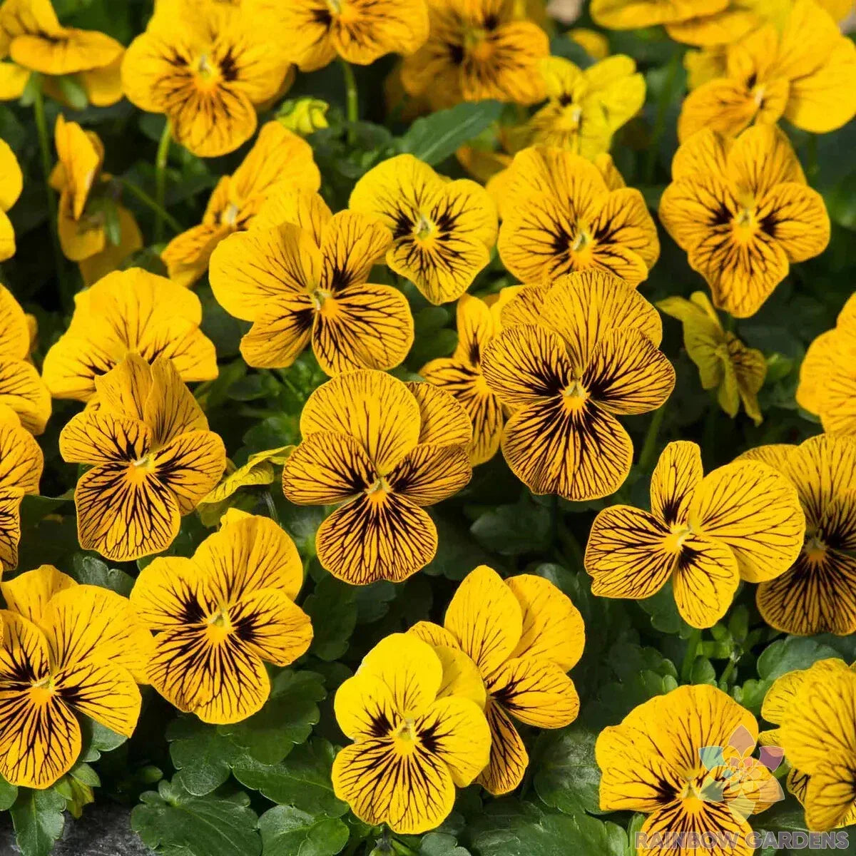 Sorbet Tiger Eye Pansy Seeds – Viola tricolor var. hortensis – Bicolor Yellow & Purple Flowers – Garden Flower Seeds, 200+ Count